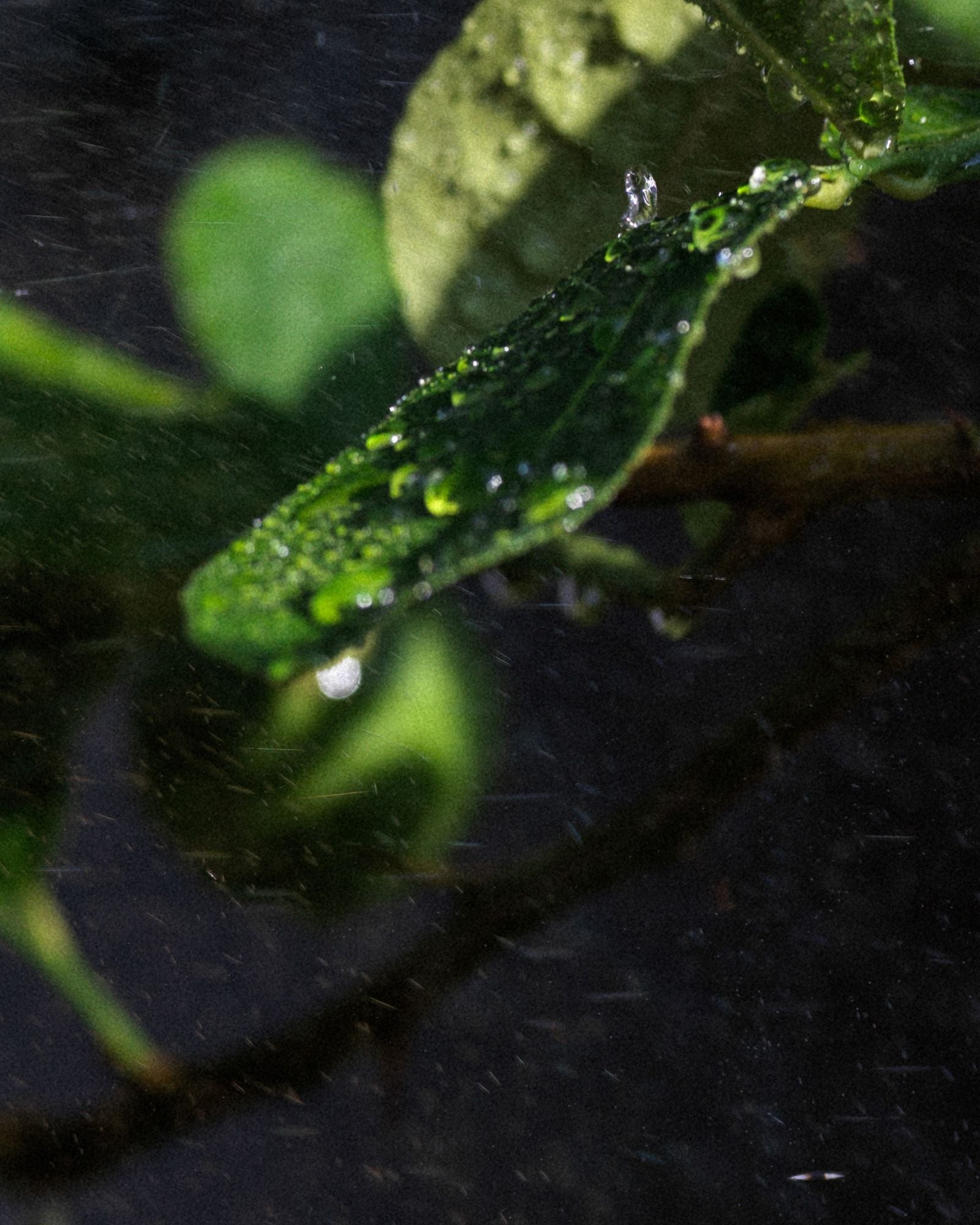 Rain droplets on green leaves